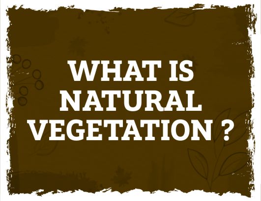 what is natural vegetation